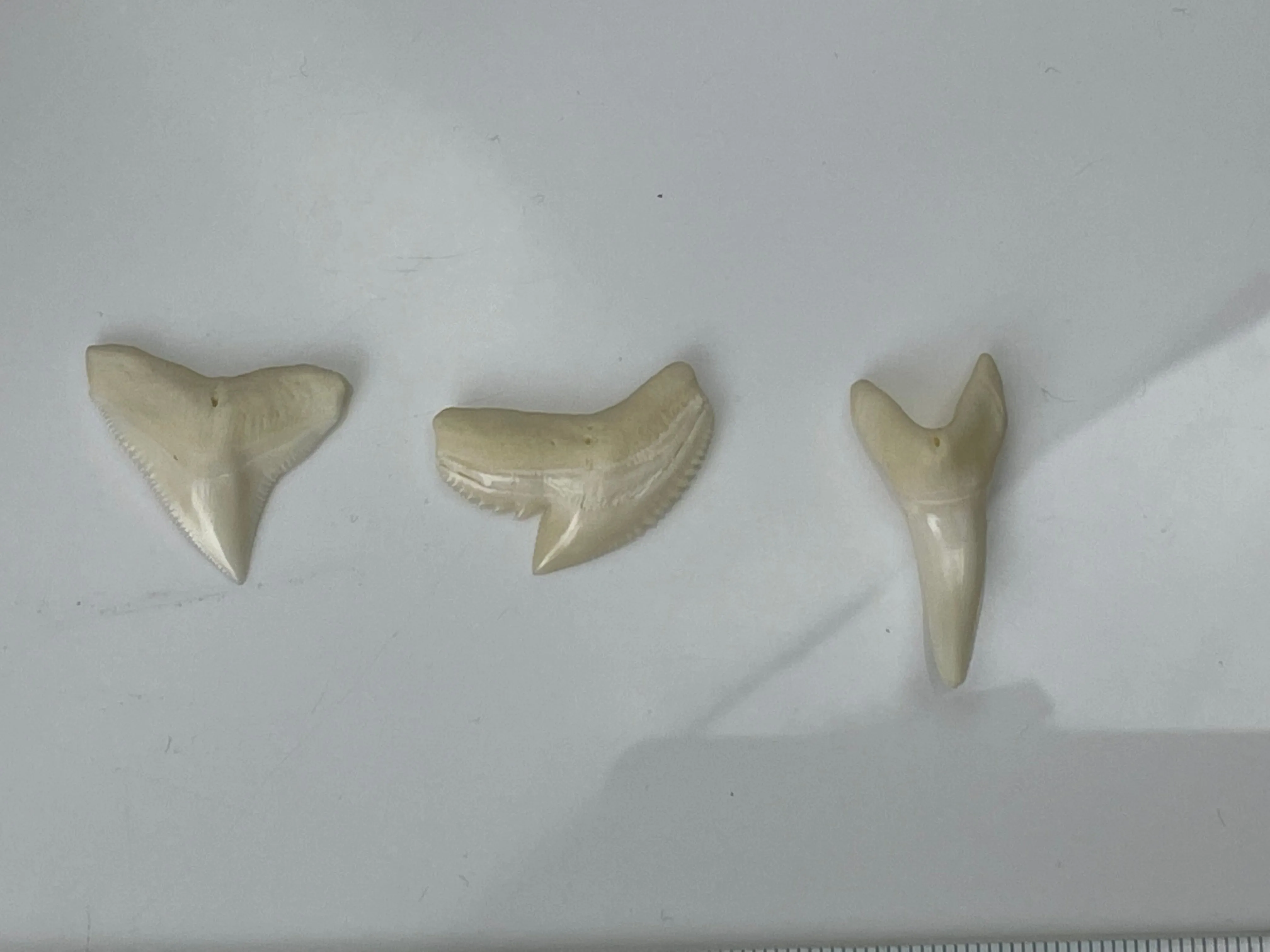Bull  Tiger Mako Shark Teeth