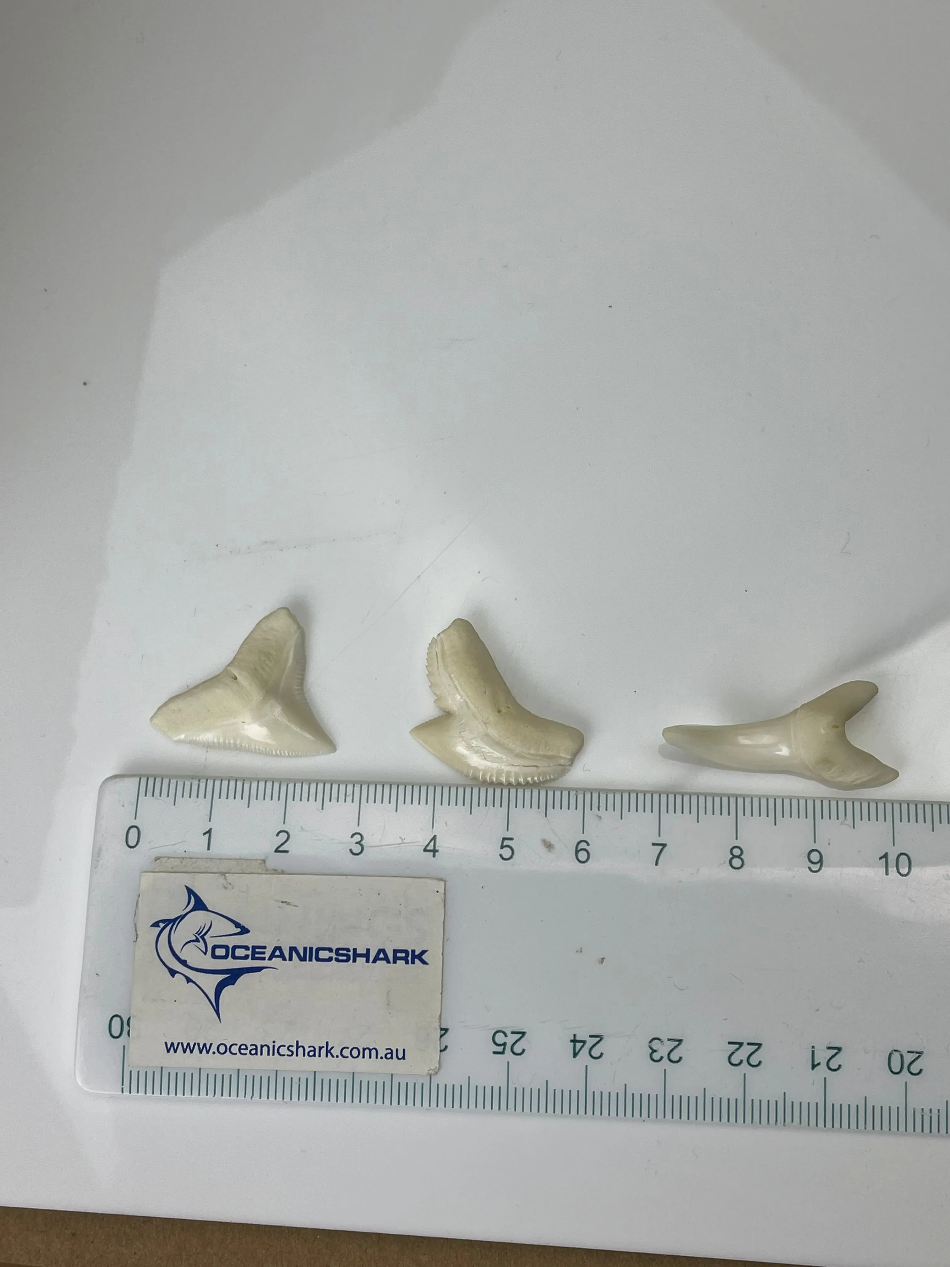 Bull  Tiger Mako Shark Teeth